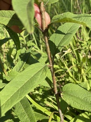 Helianthus schweinitzii