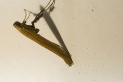 Caloptilia azaleella