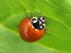 Cycloneda