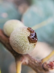 Disholcaspis canescens