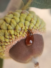 Disholcaspis canescens