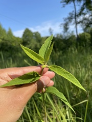Helianthus schweinitzii