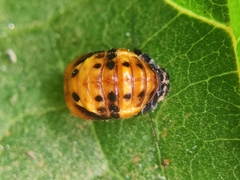 Cycloneda