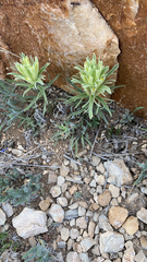 Castilleja sessiliflora