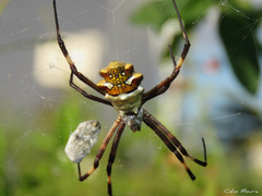 Argiope argentata