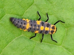 Cycloneda