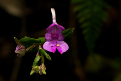 Disperis bifida
