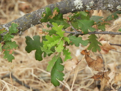 Quercus lobata