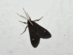 Psilopleura pentheri