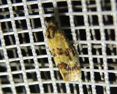 Aethes williana