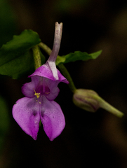 Disperis bifida