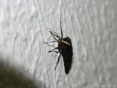 Psilopleura pentheri