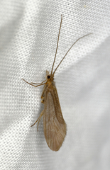 Sericostomatoidea