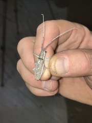 Neoptychodes trilineatus