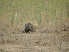 Otospermophilus beecheyi