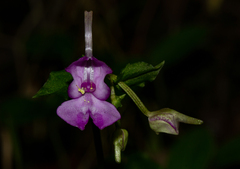 Disperis bifida