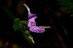 Disperis bifida