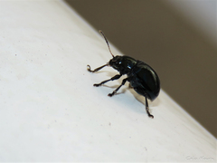 Typophorus