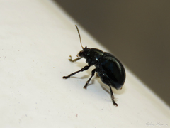 Typophorus