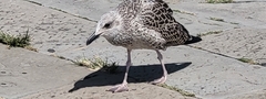 Larus