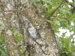 Dryobates nuttallii