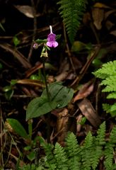 Disperis bifida