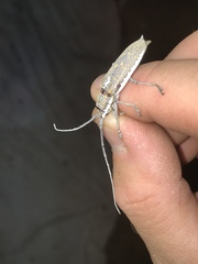 Neoptychodes trilineatus