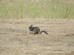 Otospermophilus beecheyi