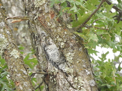 Dryobates nuttallii