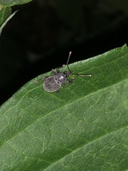 Otiorhynchus meridionalis