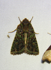 Heterochroma lineata