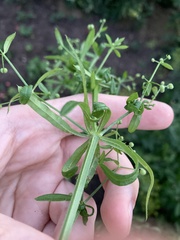 Galium spurium