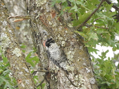 Dryobates nuttallii