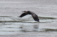 Ardea herodias fannini