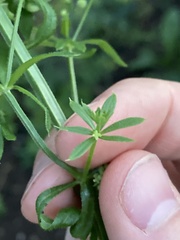 Galium spurium