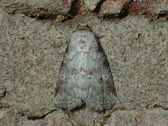 Hyperstrotia pervertens