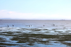 Ardea herodias fannini