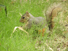 Sciurus niger