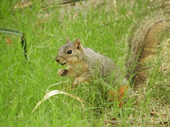 Sciurus niger