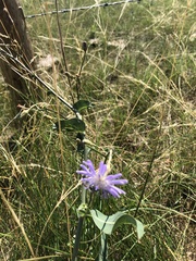 Lactuca pulchella