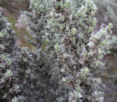 Amphithalea fourcadei