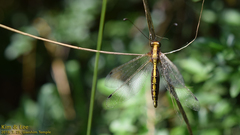 Ascalohybris subjacens