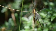 Ascalohybris subjacens