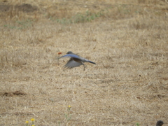 Sialia mexicana