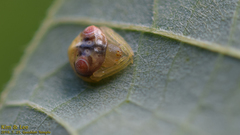 Cyrtarachne inaequalis