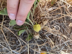 Physalis mollis