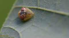 Cyrtarachne inaequalis