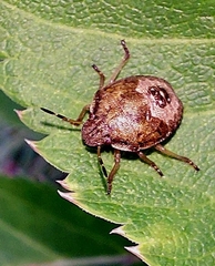 Dolycoris baccarum