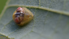 Cyrtarachne inaequalis