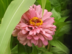 Zinnia elegans